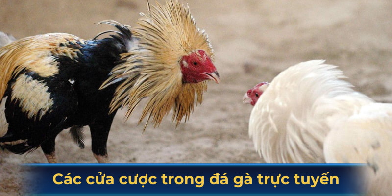 Các cửa cược trong đá gà trực tuyến tại SV388