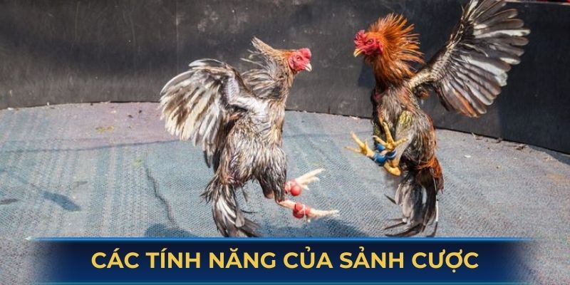 Các tính năng chính của sảnh cược