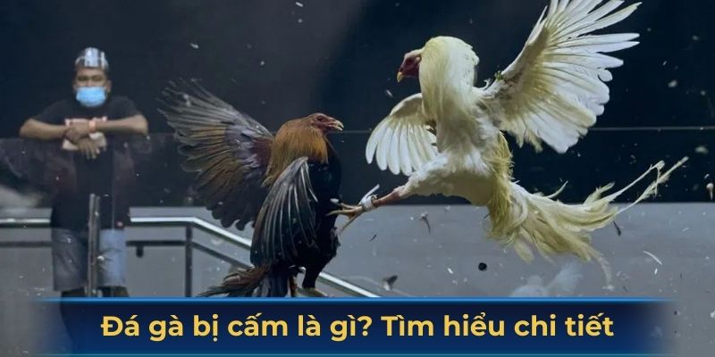 Đá gà bị cấm là gì? Tìm hiểu chi tiết