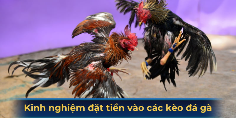 Kinh nghiệm đặt tiền vào các kèo đá gà